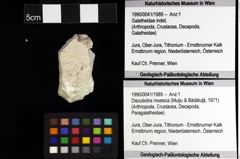 Foto (Objket + Etiketten) von Discutiolira moesica (Muţiu & Bădăluţă, 1971) 